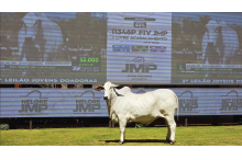 11346P FIV JMP – Nelore Paranã: sinônimo de excelência e valorização genética.