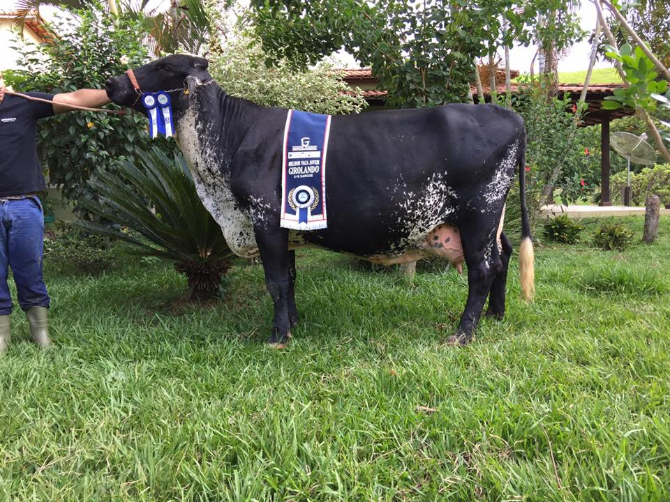 ODARA DA CENTROGEN FIV, vaca vitalícia Girolando 5/8 enchendo para parir, é um dos destaques do Leilão.