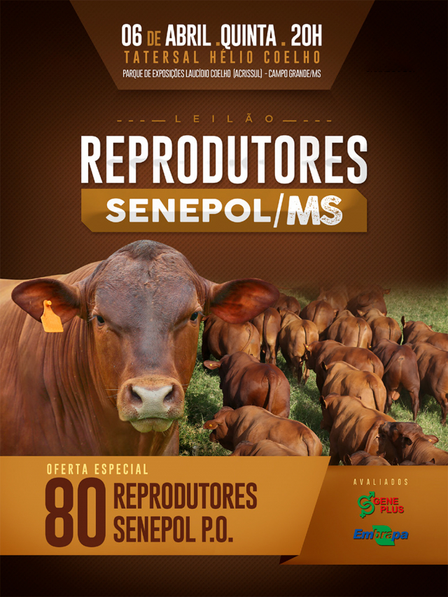 Reprodutores Senepol MS