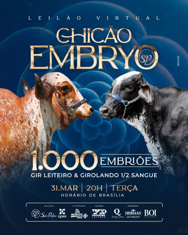 Leilão Virtual Chicão Embryo