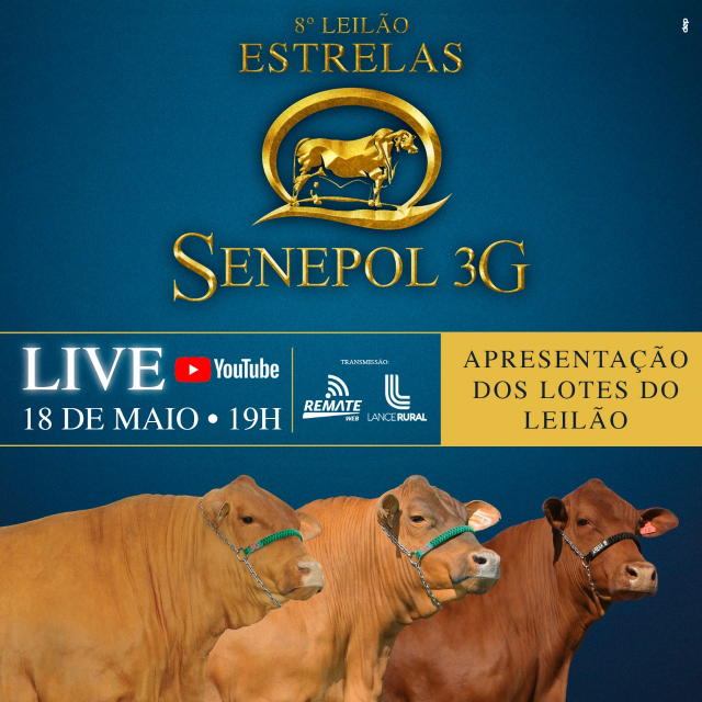 LIVE | 8° Leilão Estrelas Senepol 3G